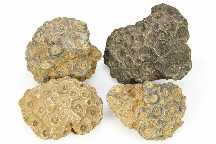 Rough Fossil Coral (Actinocyathus) From Morocco - 3" to 4" - Photo 1